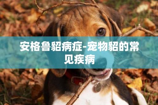 安格魯貂病癥-寵物貂的常見疾病