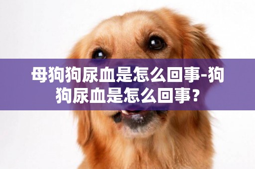 母狗狗尿血是怎么回事-狗狗尿血是怎么回事？