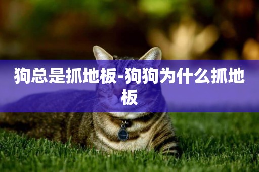 狗總是抓地板-狗狗為什么抓地板
