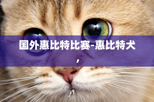 國外惠比特比賽-惠比特犬，