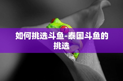 如何挑選斗魚-泰國斗魚的挑選