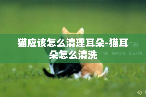 貓應該怎么清理耳朵-貓耳朵怎么清洗