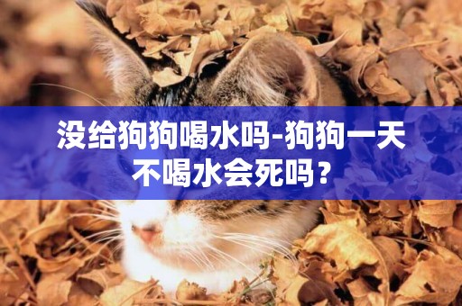 沒給狗狗喝水嗎-狗狗一天不喝水會死嗎？
