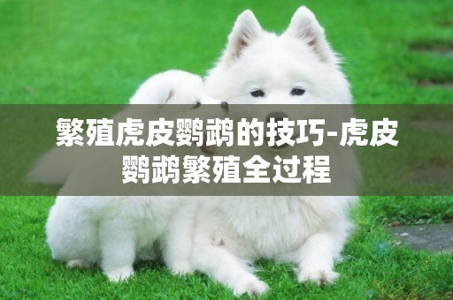 繁殖虎皮鸚鵡的技巧-虎皮鸚鵡繁殖全過程