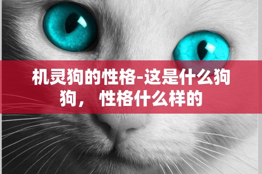 機靈狗的性格-這是什么狗狗， 性格什么樣的