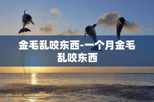 金毛亂咬東西-一個月金毛亂咬東西