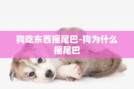 狗吃東西搖尾巴-狗為什么搖尾巴