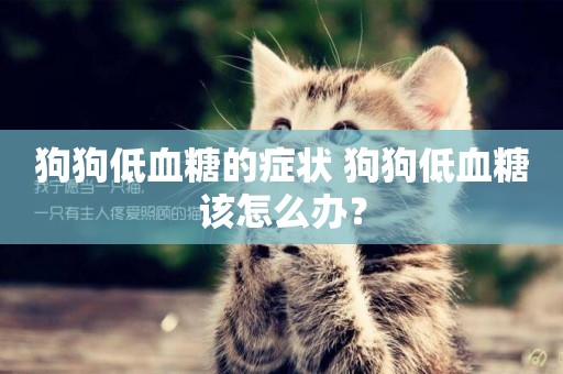 狗狗低血糖的癥狀 狗狗低血糖該怎么辦？