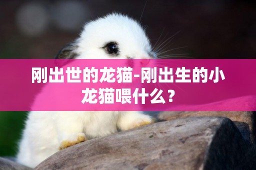 剛出世的龍貓-剛出生的小龍貓喂什么？