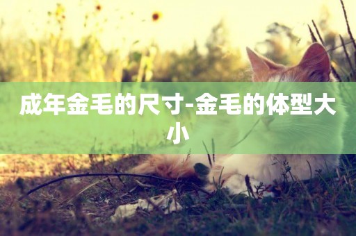 成年金毛的尺寸-金毛的體型大小