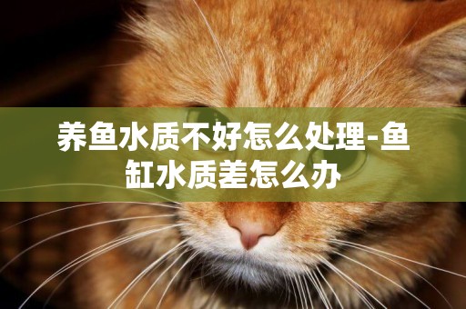 養魚水質不好怎么處理-魚缸水質差怎么辦
