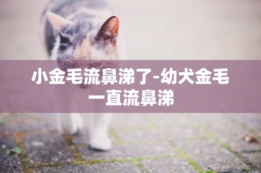 小金毛流鼻涕了-幼犬金毛一直流鼻涕