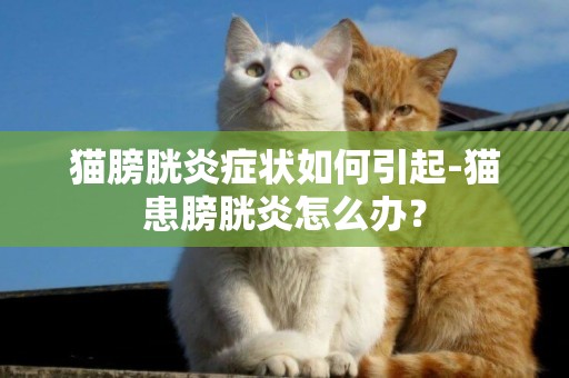 貓膀胱炎癥狀如何引起-貓患膀胱炎怎么辦？