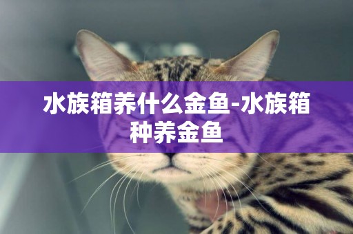 水族箱養什么金魚-水族箱種養金魚