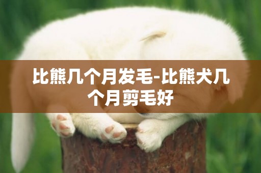 比熊幾個月發毛-比熊犬幾個月剪毛好