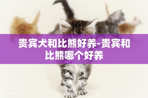 貴賓犬和比熊好養-貴賓和比熊哪個好養