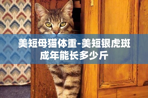 美短母貓體重-美短銀虎斑成年能長多少斤