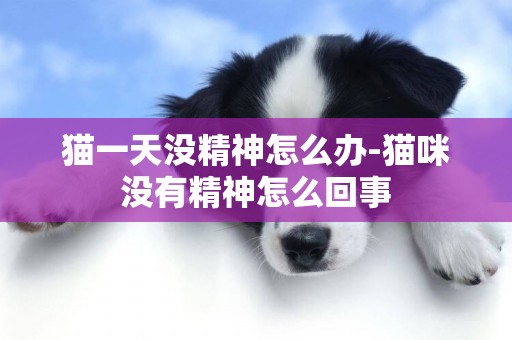 貓一天沒精神怎么辦-貓咪沒有精神怎么回事
