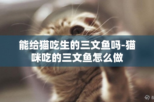 能給貓吃生的三文魚嗎-貓咪吃的三文魚怎么做