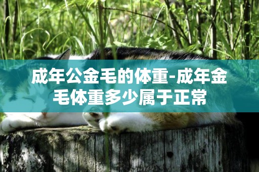 成年公金毛的體重-成年金毛體重多少屬于正常