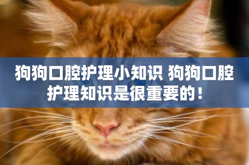 狗狗口腔護理小知識 狗狗口腔護理知識是很重要的！