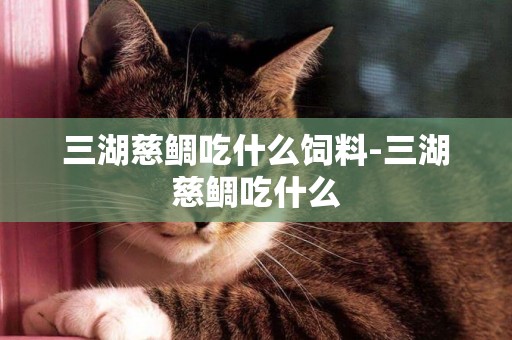 三湖慈鯛吃什么飼料-三湖慈鯛吃什么