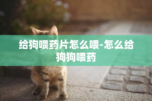給狗喂藥片怎么喂-怎么給狗狗喂藥