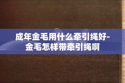 成年金毛用什么牽引繩好-金毛怎樣帶牽引繩啊