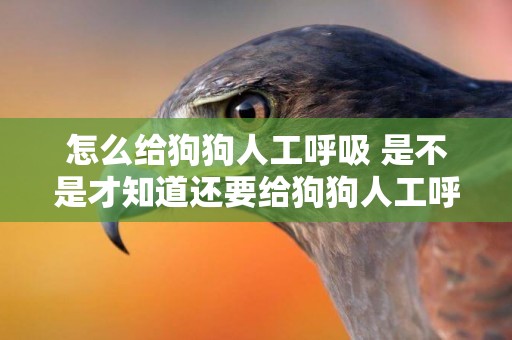 怎么給狗狗人工呼吸 是不是才知道還要給狗狗人工呼吸！