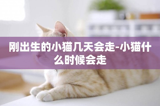 剛出生的小貓幾天會走-小貓什么時候會走