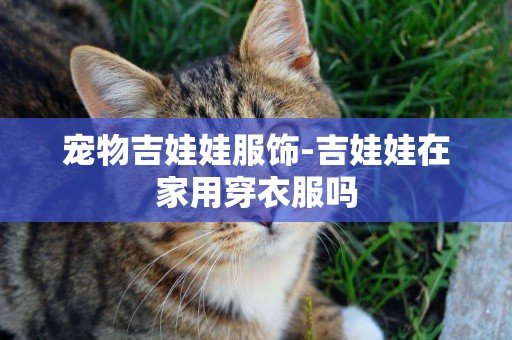 寵物吉娃娃服飾-吉娃娃在家用穿衣服嗎