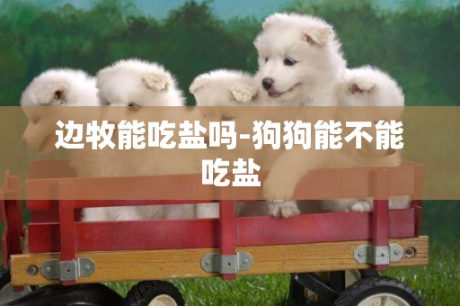 邊牧能吃鹽嗎-狗狗能不能吃鹽