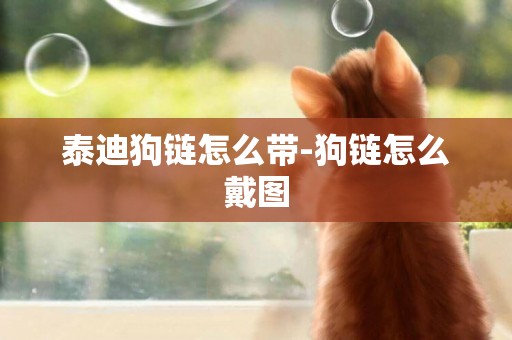 泰迪狗鏈怎么帶-狗鏈怎么戴圖