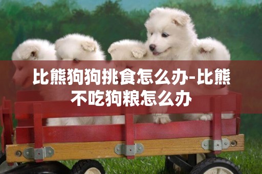 比熊狗狗挑食怎么辦-比熊不吃狗糧怎么辦