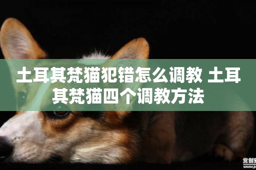 土耳其梵貓犯錯怎么調教 土耳其梵貓四個調教方法