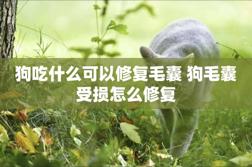 狗吃什么可以修復毛囊 狗毛囊受損怎么修復
