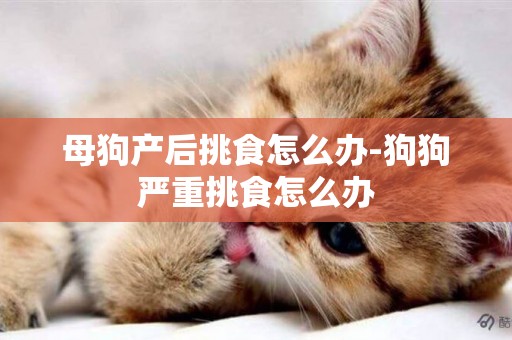 母狗產后挑食怎么辦-狗狗嚴重挑食怎么辦
