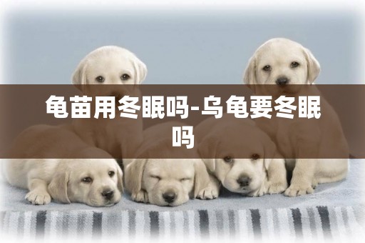 龜苗用冬眠嗎-烏龜要冬眠嗎