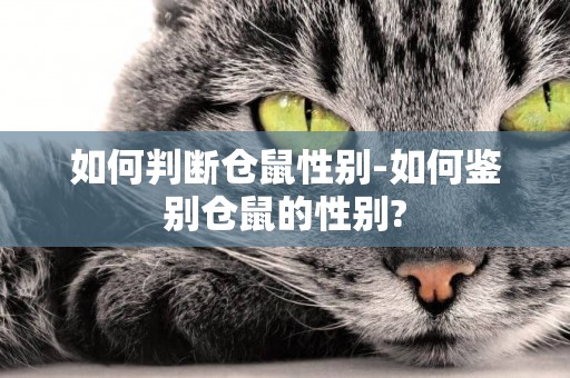 如何判斷倉鼠性別-如何鑒別倉鼠的性別?