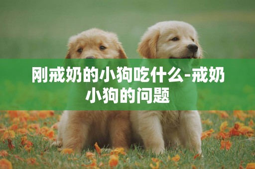 剛戒奶的小狗吃什么-戒奶小狗的問題