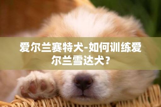 愛爾蘭賽特犬-如何訓練愛爾蘭雪達犬？