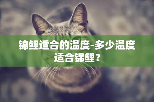 錦鯉適合的溫度-多少溫度適合錦鯉？