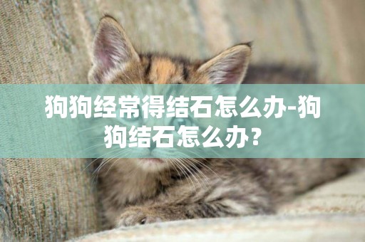 狗狗經常得結石怎么辦-狗狗結石怎么辦？