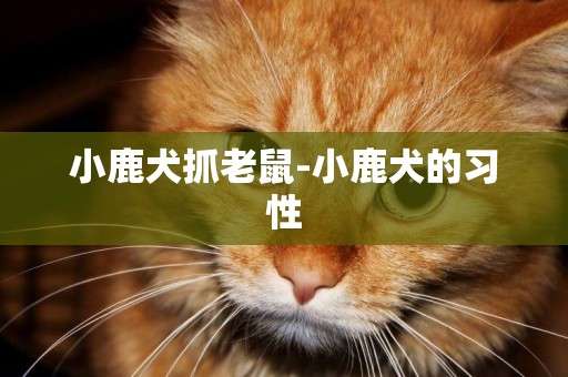 小鹿犬抓老鼠-小鹿犬的習性