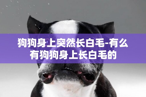 狗狗身上突然長白毛-有么有狗狗身上長白毛的