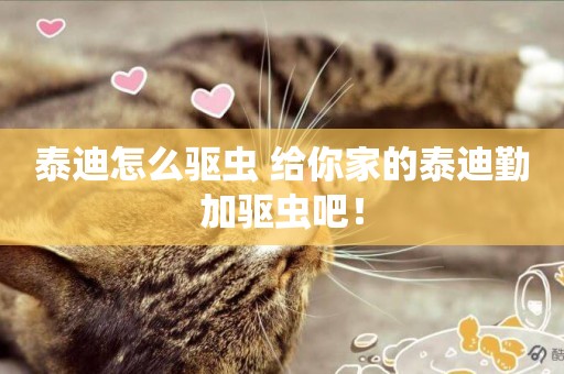 泰迪怎么驅蟲 給你家的泰迪勤加驅蟲吧！
