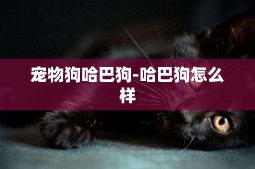 寵物狗哈巴狗-哈巴狗怎么樣