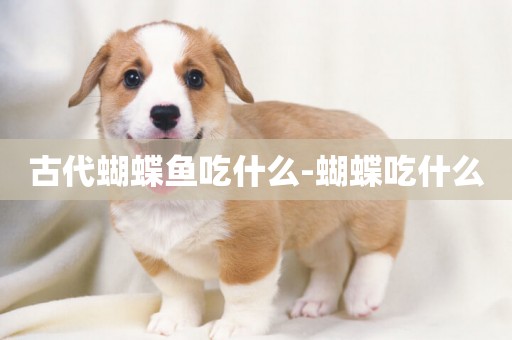 古代蝴蝶魚吃什么-蝴蝶吃什么