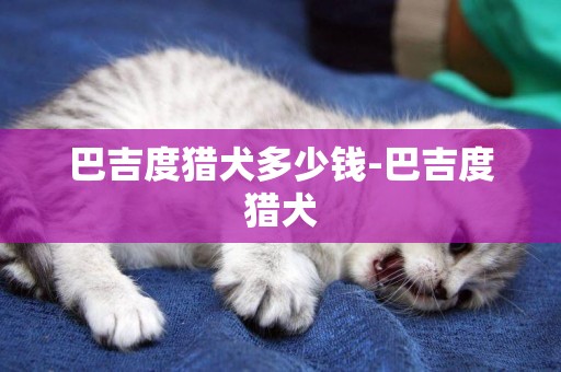 巴吉度獵犬多少錢-巴吉度獵犬
