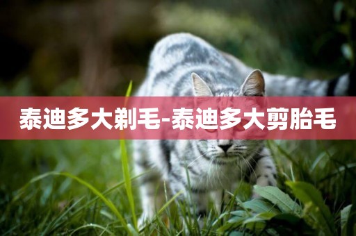 泰迪多大剃毛-泰迪多大剪胎毛